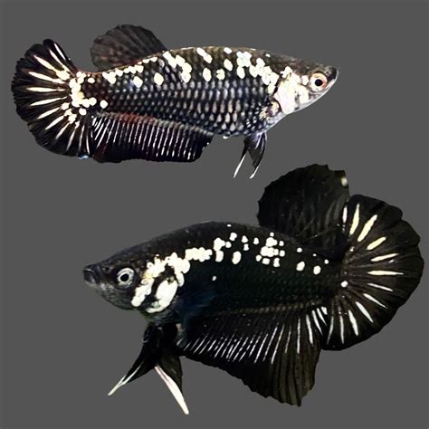Samurai Betta For Sale .